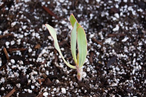 How to Grow Protea