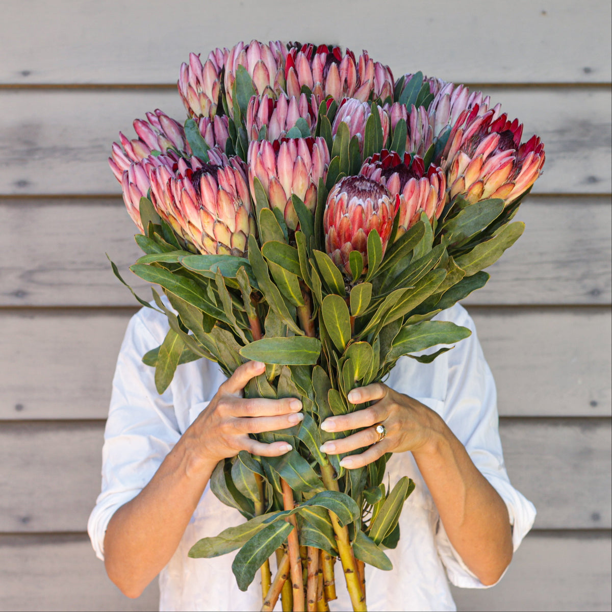 A person in a white shirt holds a large bouquet of pink and red protea flowers in front of their face, set against a light gray wooden plank wall.