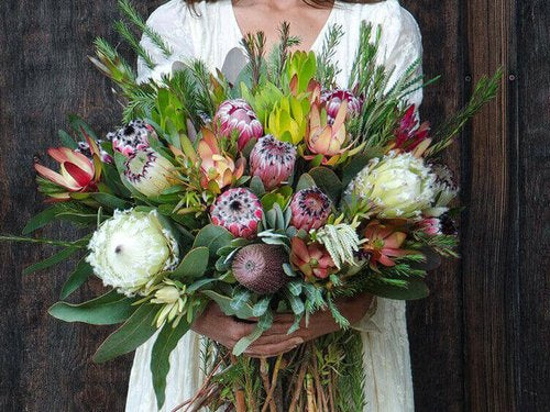 A Seasonal Guide to Protea Flowers