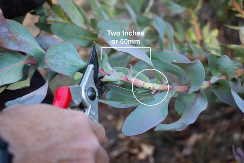 How to Prune Protea