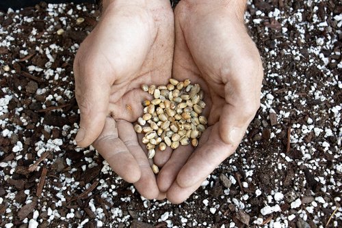 How to Plant Protea