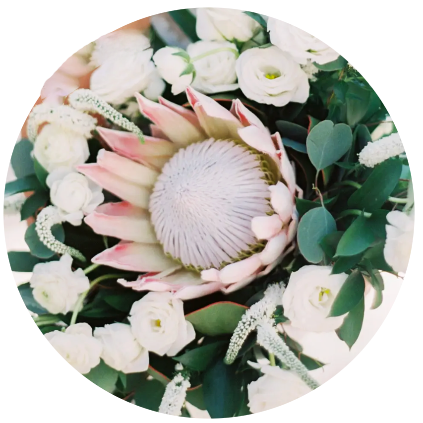 Close-up of a protea flower surrounded by white and green foliage on a white background