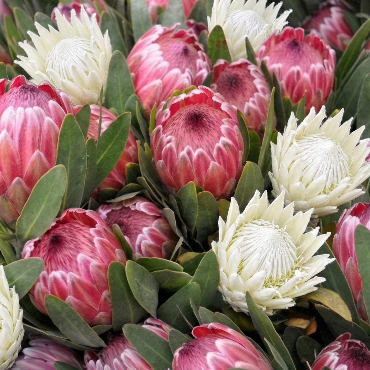 Close-up of pink and white protea flowers with green leaves.