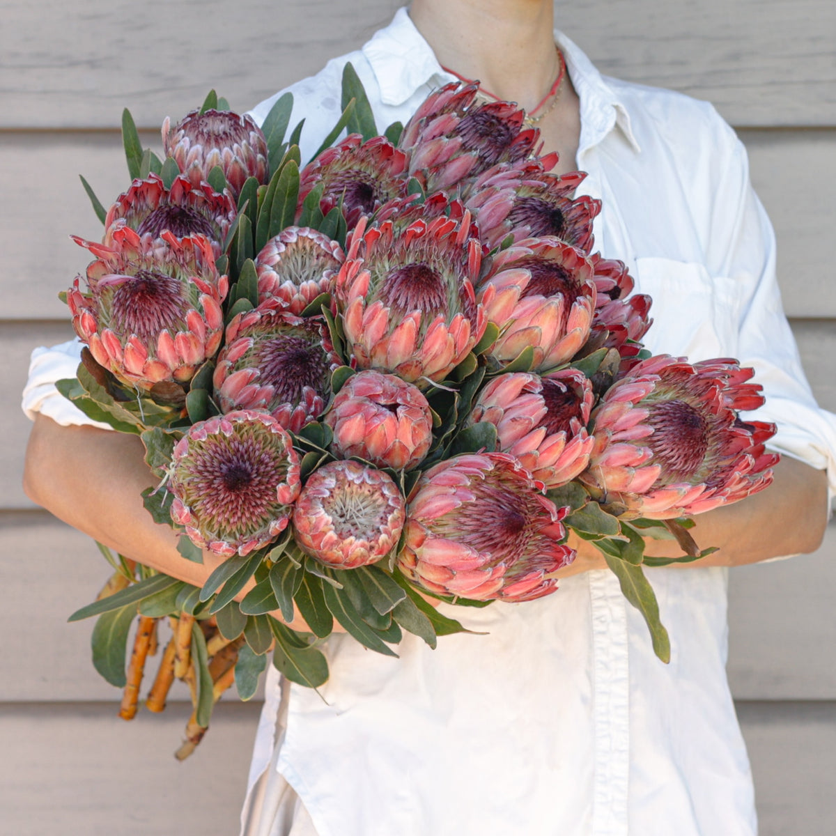 Wedding Protea Flowers - Pink