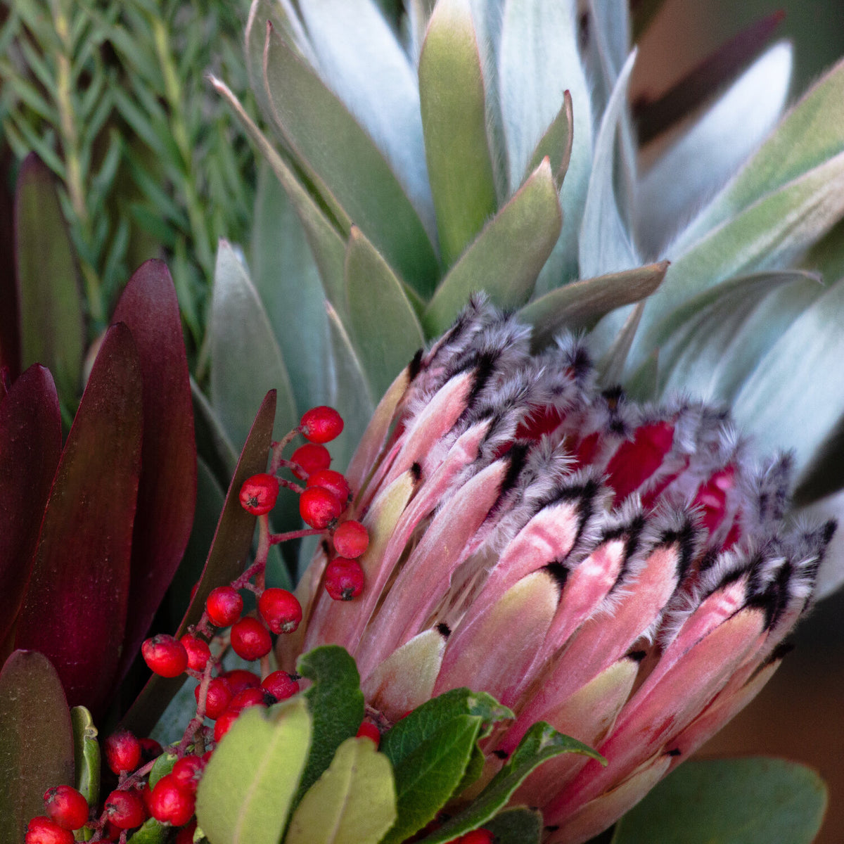 A colorful Protea bouquet featuring a mix of Protea and Banksia blooms, green and red Leucadendron, and wild foliage, displayed in a white vase, with wrapped gifts in the foreground.