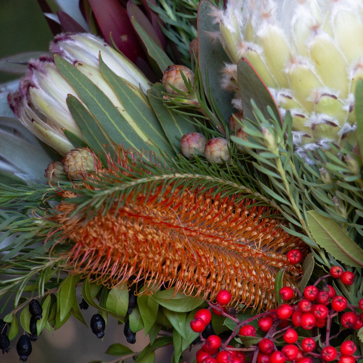 A colorful Protea bouquet featuring a mix of Protea and Banksia blooms, green and red Leucadendron, and wild foliage, displayed in a white vase, with wrapped gifts in the foreground.