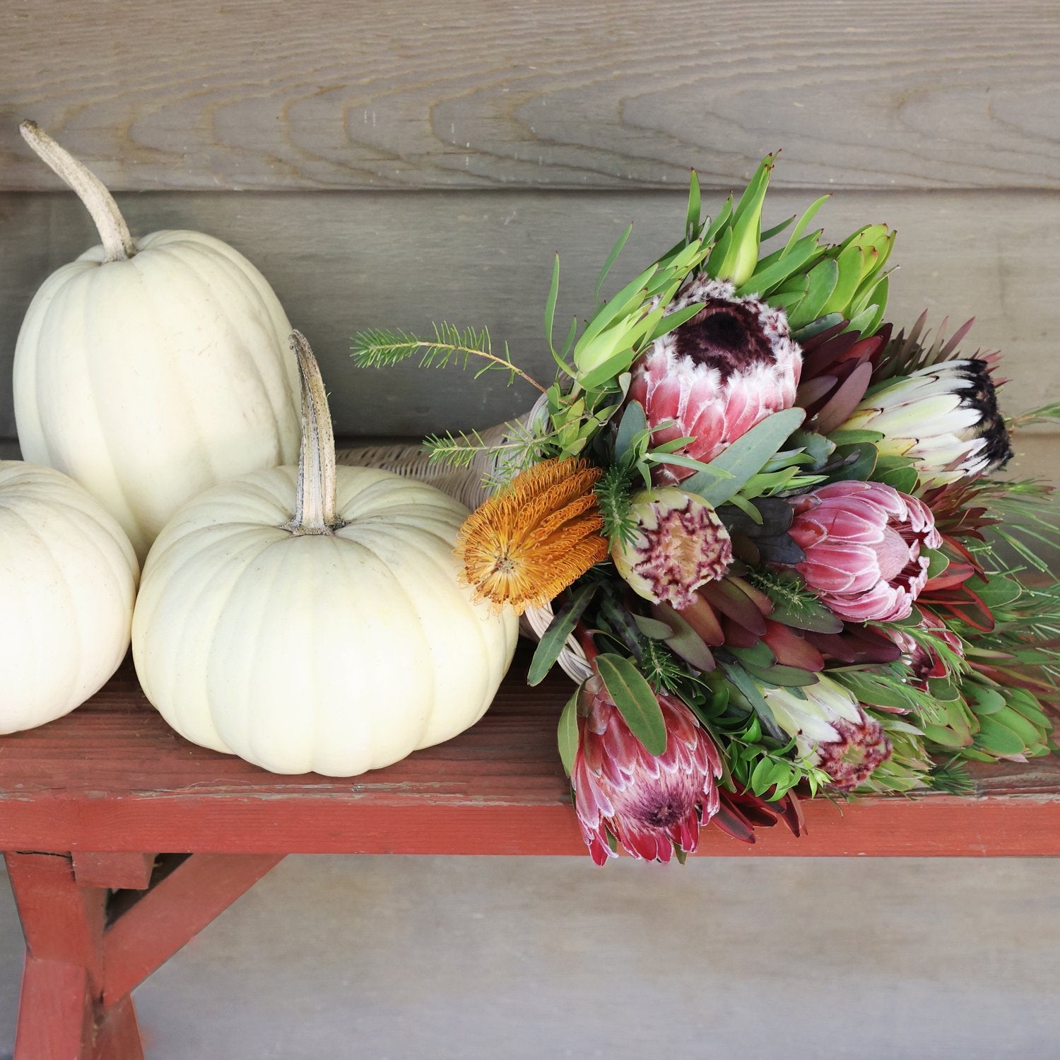 A colorful protea bouquet consisting of various protea and banksia blooms with green and red leucadendron foliage. Thanksgiving bouquet next to pumpkins